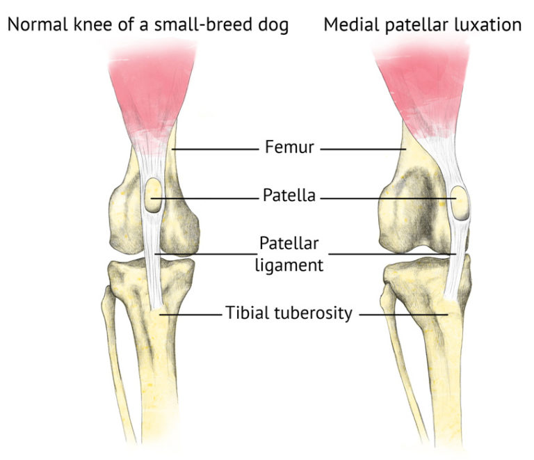 Orthopedic Surgery for Dogs | Animal Clinic of Billings