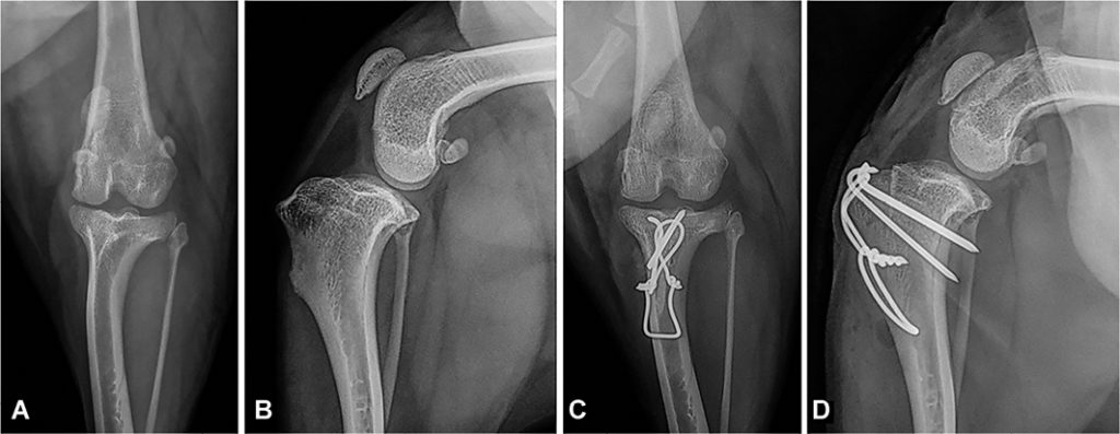 canine-rehabilitation-after-luxating-patella-surgery-animal-clinic-of