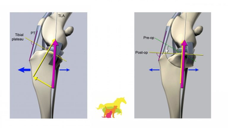 tplo-surgery-for-dogs-animal-clinic-of-billings