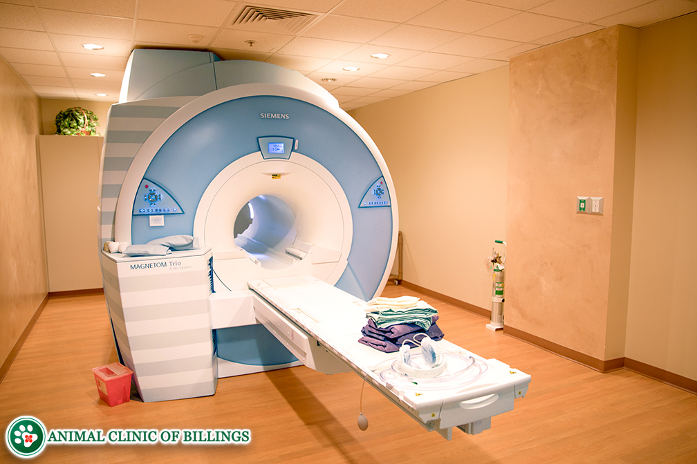 Cat Ultrasound, MRI, XRAY and Radiology | Animal Clinic of Billings