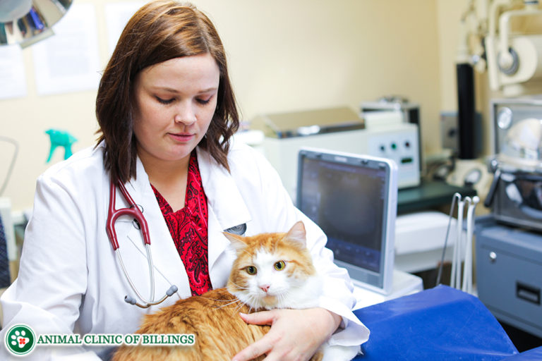 Cat Ultrasound, MRI, XRAY and Radiology - Animal Clinic of Billings