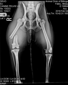 x ray for dogs near me