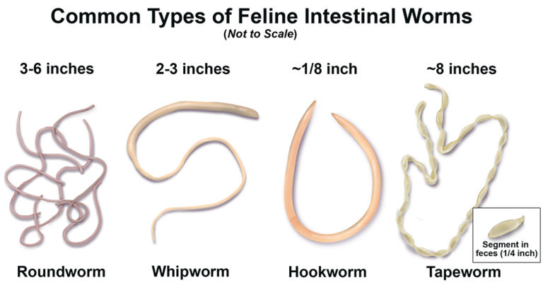 are flat head worms dangerous