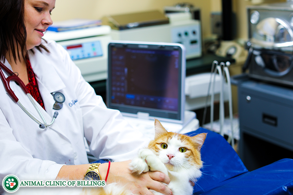 Cat Ultrasound, MRI, XRAY and Radiology - Animal Clinic of Billings