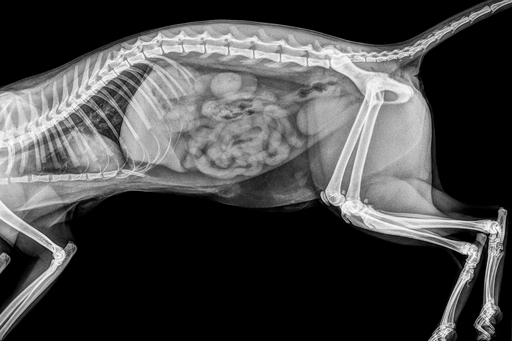 How Much To X Ray A Cat at Hair blog