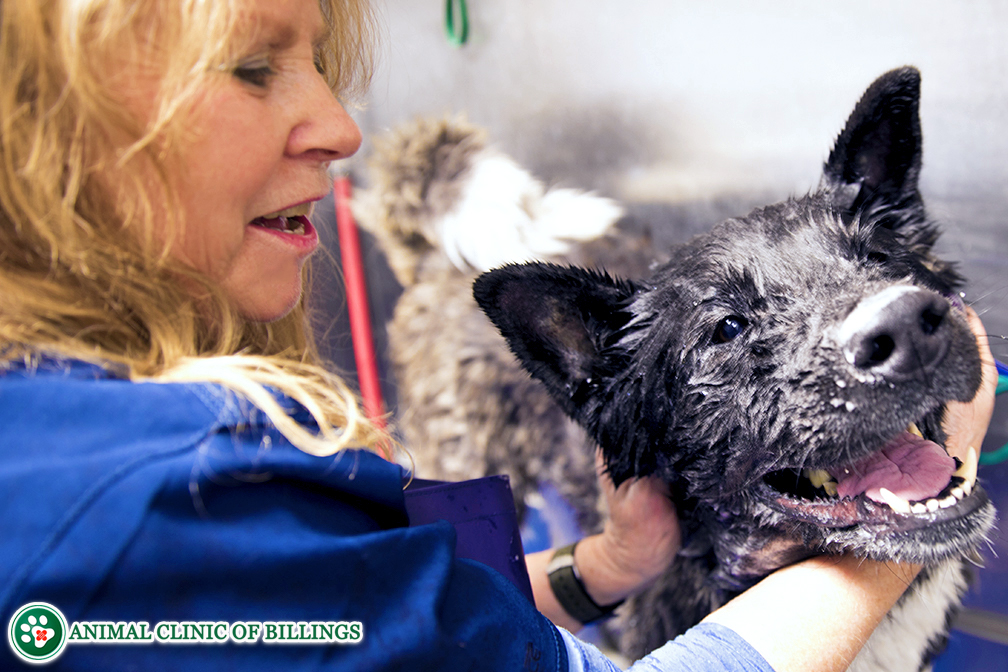 Pet Grooming and Boarding Animal Clinic of Billings Billings, MT