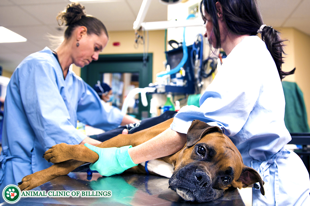 Veterinarian Billings Mt Heights at Esther Golden blog