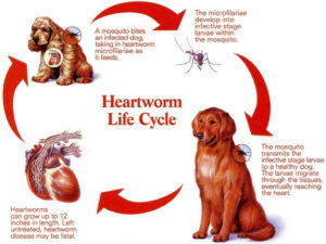 does revolution kill tapeworms in dogs