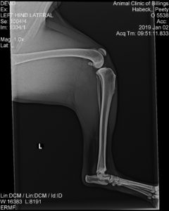 Pets Best X Ray